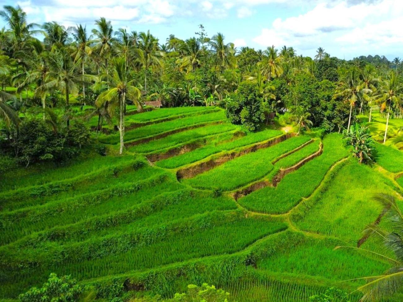 Pondok Is Oke Villa Scenic View บันยูวังงี ภายนอก รูปภาพ